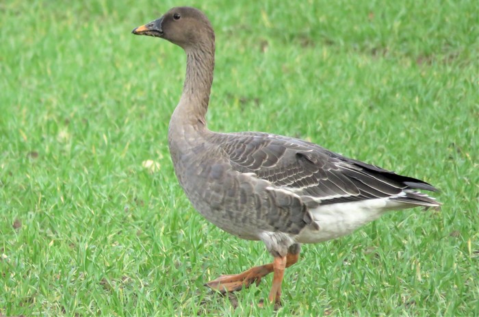 Tundra Bean Goose