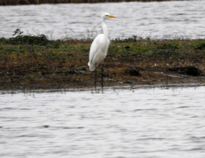Great White Egret