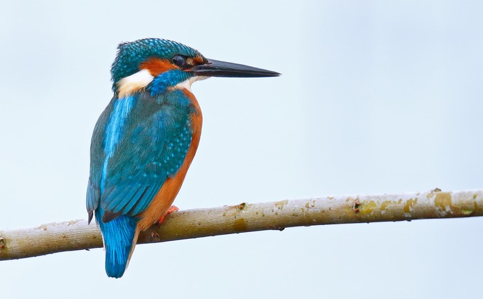 Kingfisher