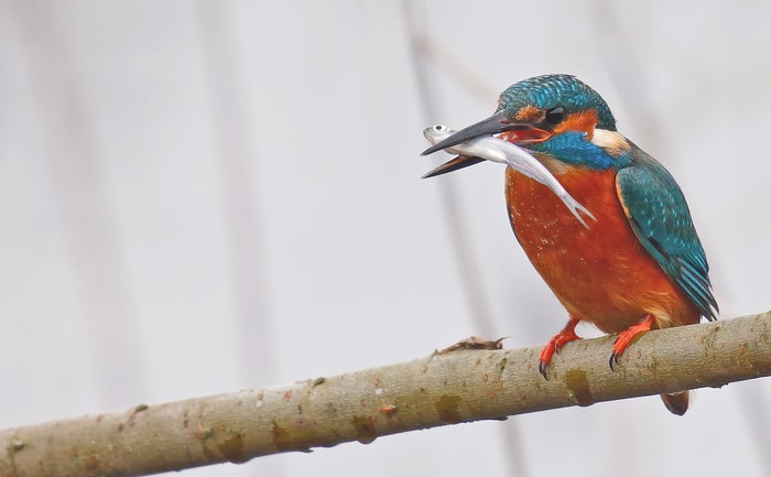 Kingfisher