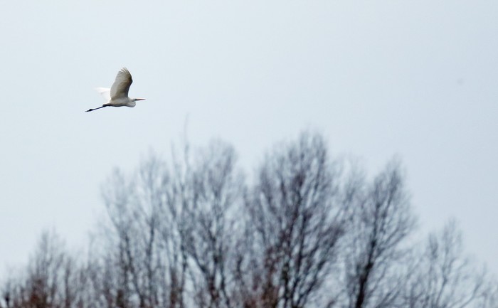 Great White Egret