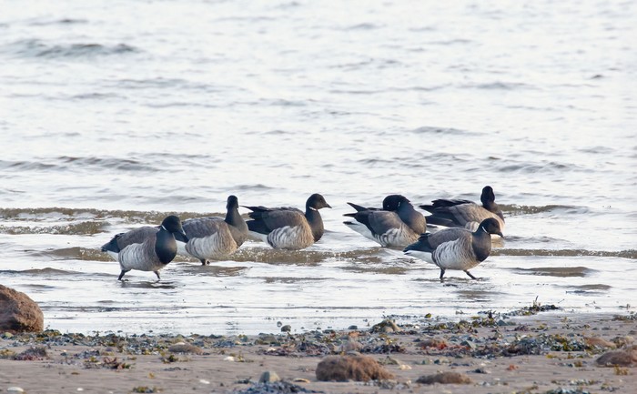 Pale-bellied Brent Goose