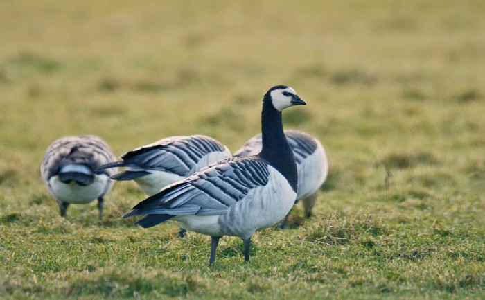 Barnacle Goose