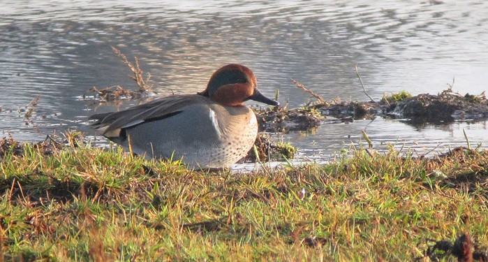 Green-winged Teal