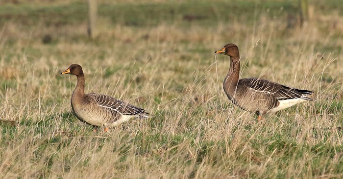 Taiga Bean Goose