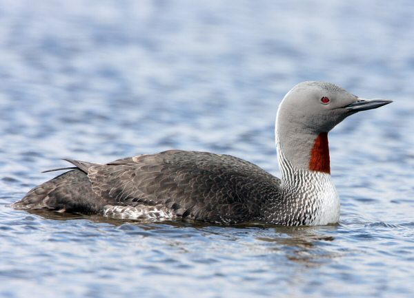 Red-throated Diver