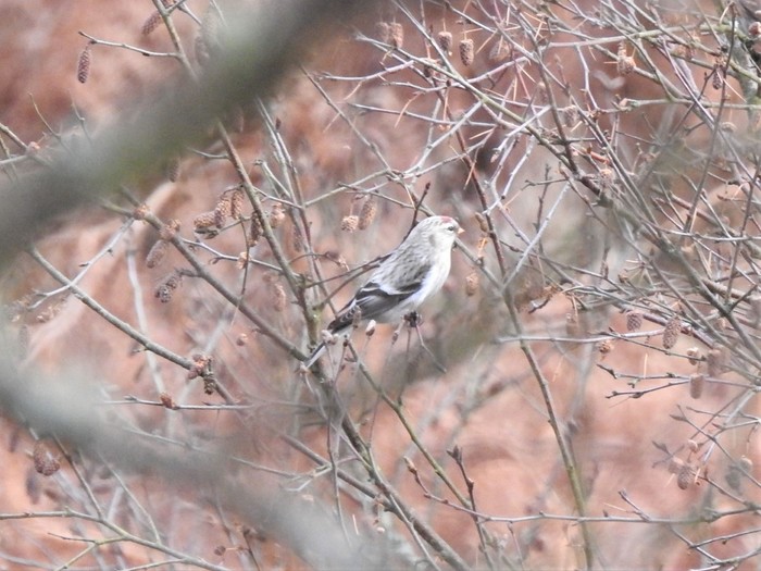 Coues's Arctic Redpoll