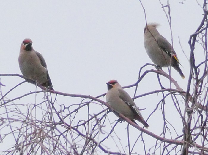 Waxwing