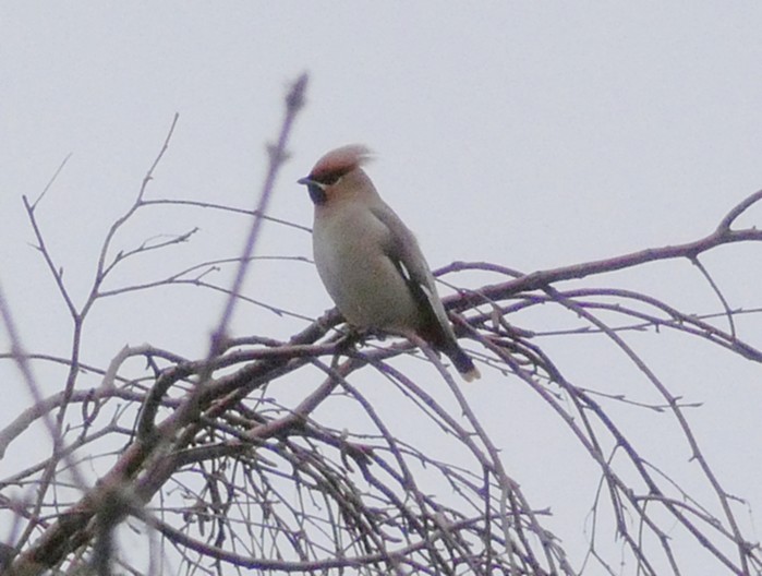 Waxwing