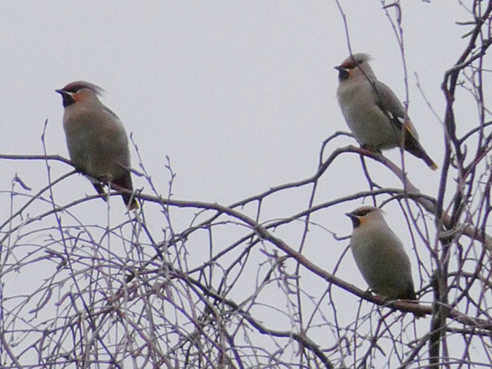 Waxwing