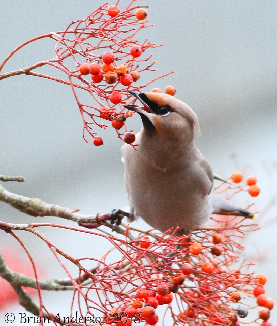 Waxwing