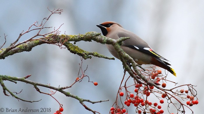 Waxwing