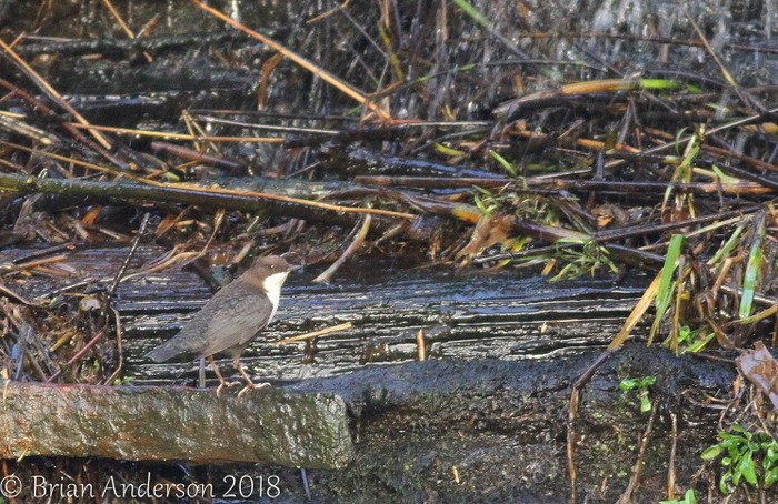 Black-bellied Dipper