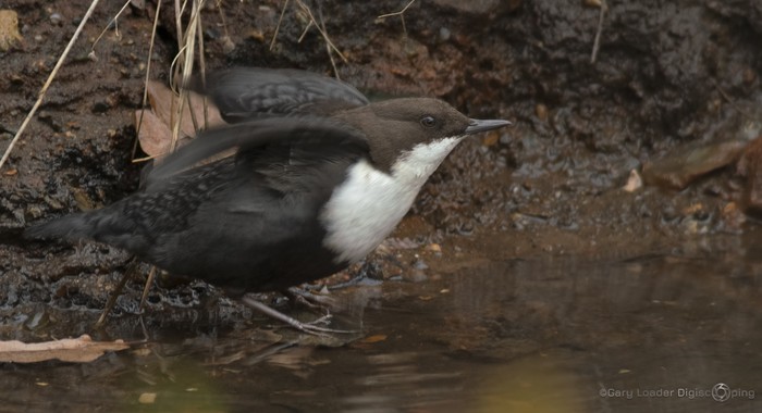 Black-bellied Dipper