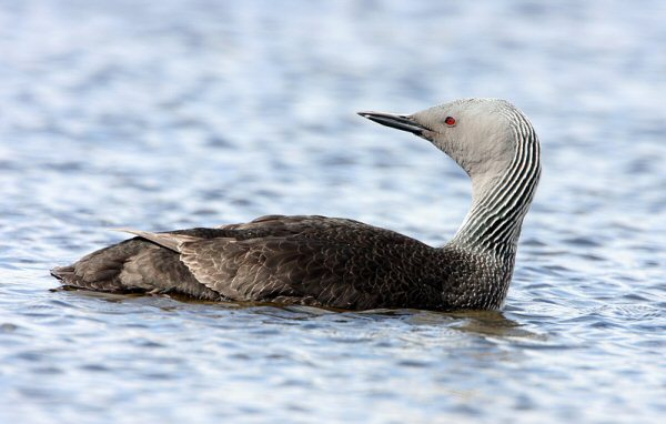 Red-throated Diver