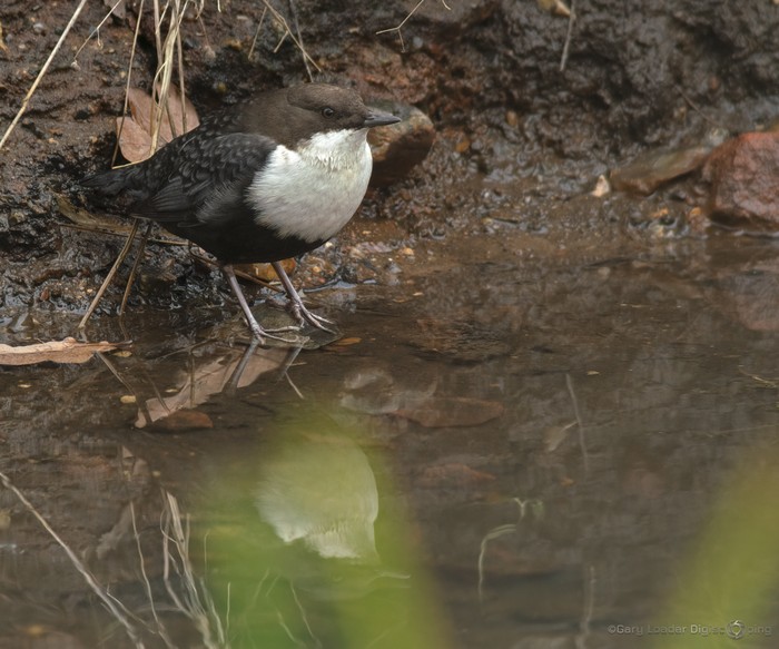 Black-bellied Dipper