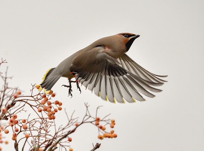 Waxwing