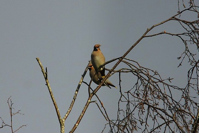 Waxwing