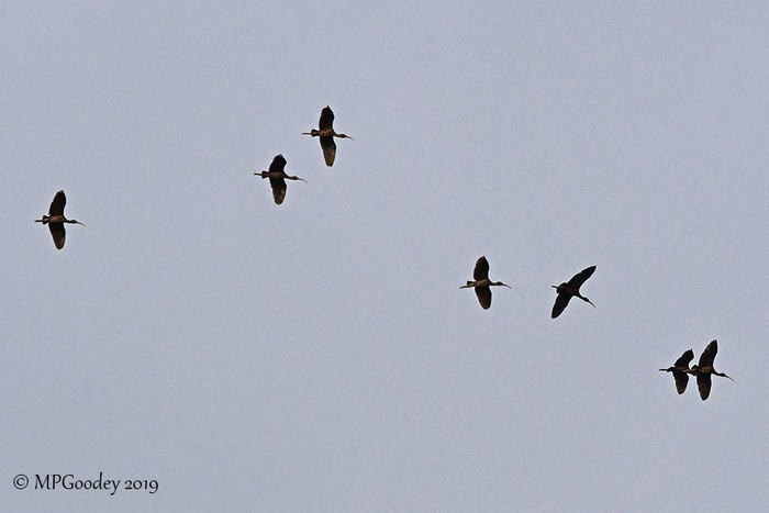 Glossy Ibis
