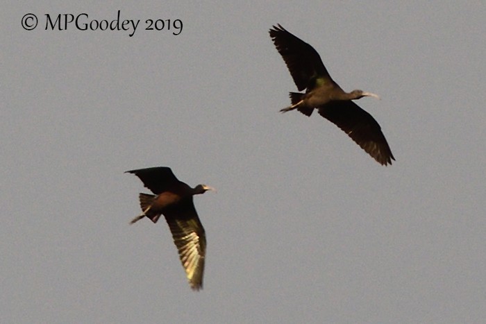 Glossy Ibis