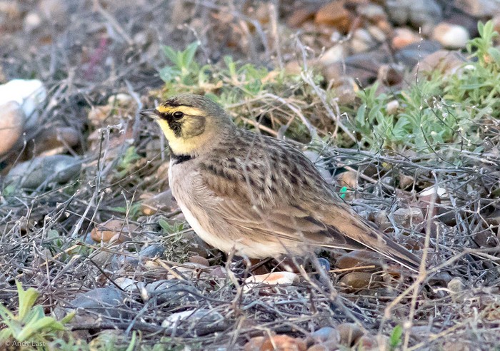Shorelark