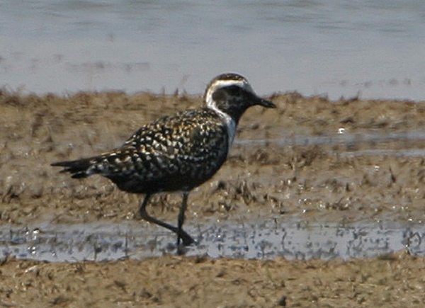 American Golden Plover
