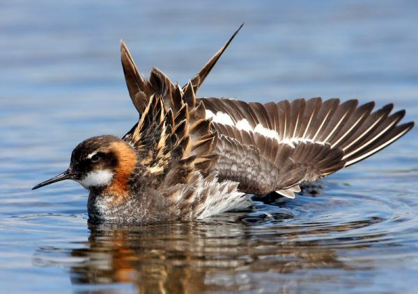 Red-necked Phalarope