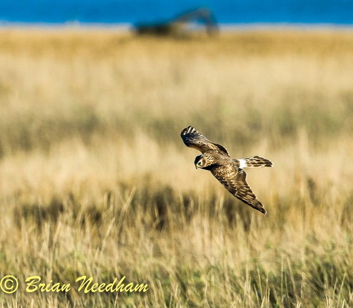 Hen Harrier