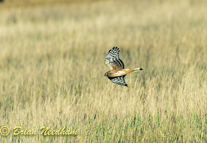 Hen Harrier