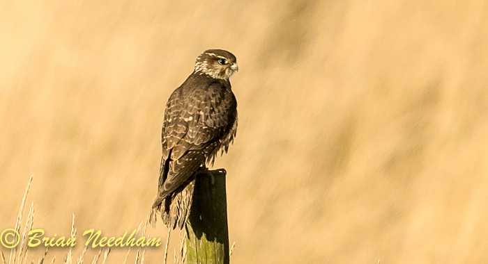 Merlin