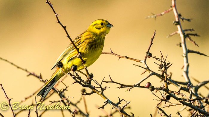 Yellowhammer