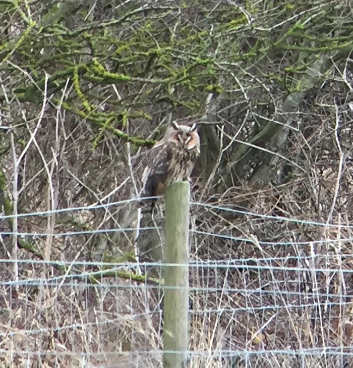Long-eared Owl