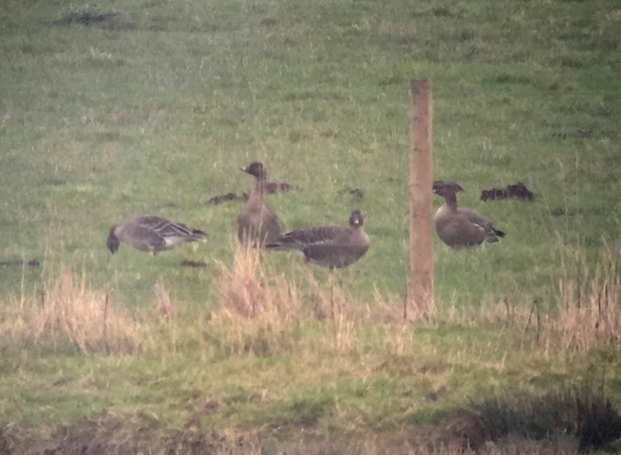 Tundra Bean Goose