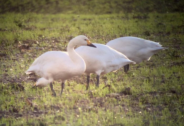 Bewick's Swan