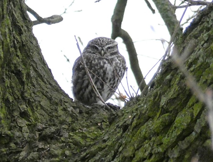 Little Owl