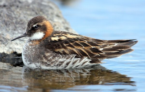 Red-necked Phalarope