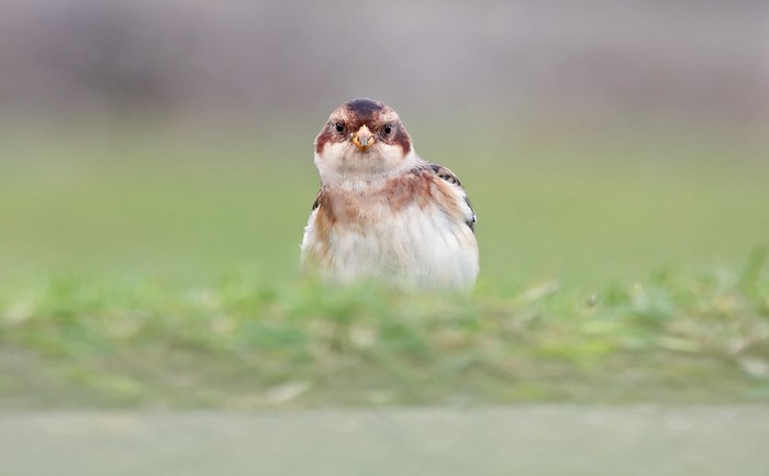 Snow Bunting