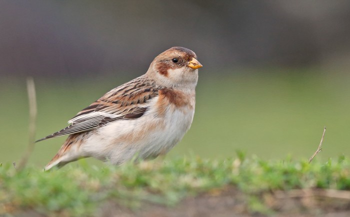 Snow Bunting