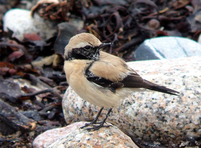 Desert Wheatear