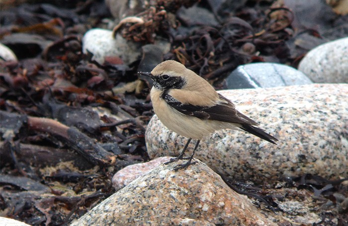 Desert Wheatear