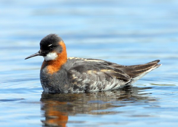 Red-necked Phalarope