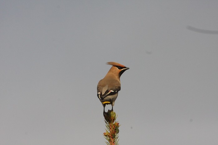 Waxwing