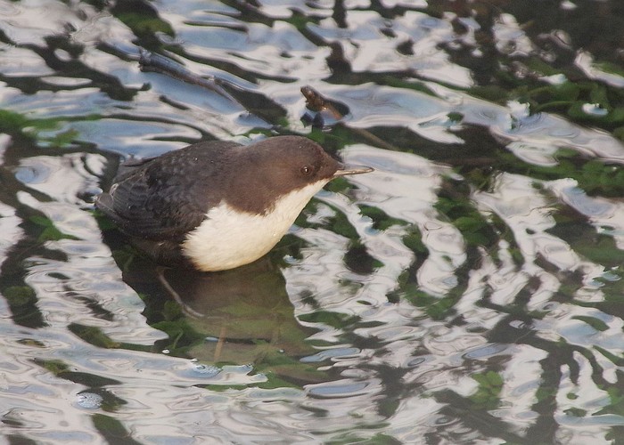 Black-bellied Dipper