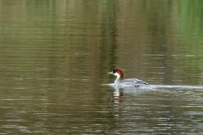 Smew
