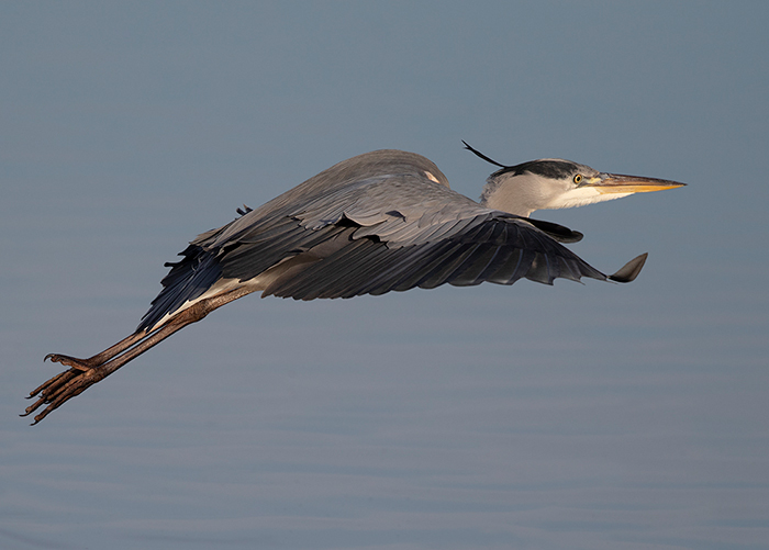 Grey Heron