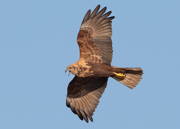 Marsh Harrier
