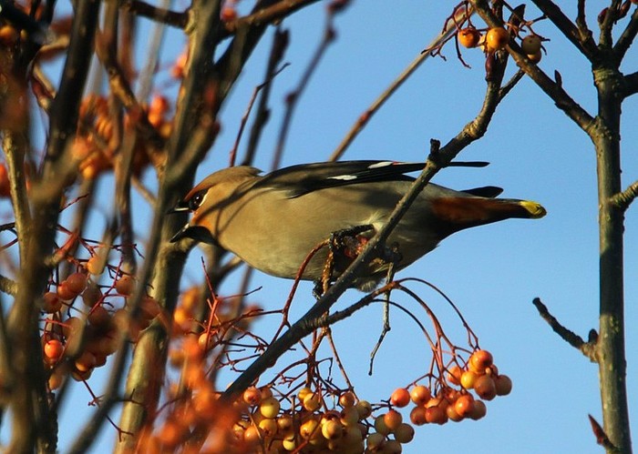 Waxwing