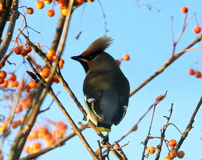 Waxwing