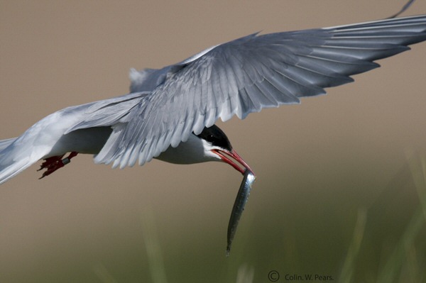 Arctic Tern