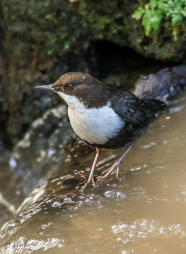 Black-bellied Dipper